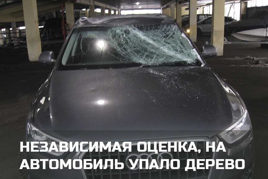 Независимая оценка и взыскание ущерба, если на машину упало дерево в Петрозаводске и Карелии